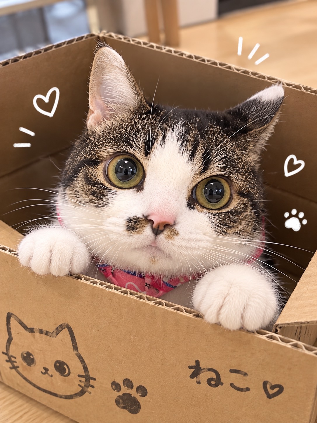 窓辺でくつろぐ猫